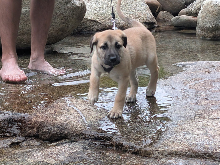 chinook dog
